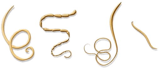 NEOflorax palīdz pret visiem zināmajiem helmintiem